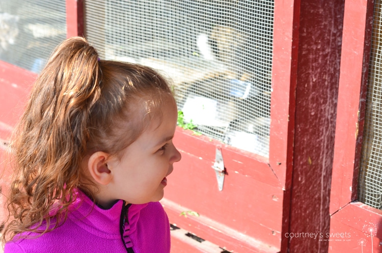 Family Fun at Abma's Farm in Wyckoff, NJ. We get messy and carry Wet Ones to clean our hands after the pumpkin patch and petting zoo. Clean hands, ready for apple cider and homemade donuts! 