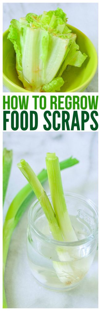 How To Grow Green Onions from Scraps Reduce food waste zero waste on Mini Chef Mondays cooking series regrow vegetables from scraps compost