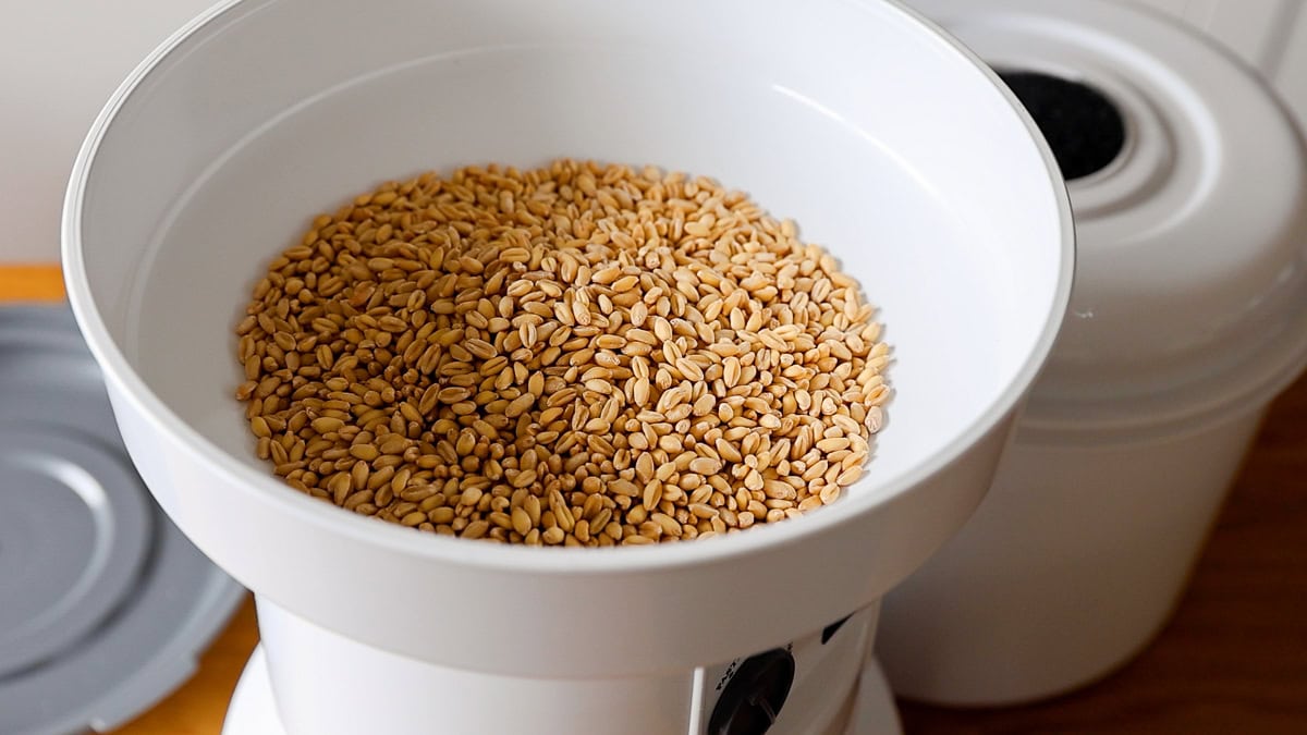 Wondermill grain mill with soft white wheat berries in it.
