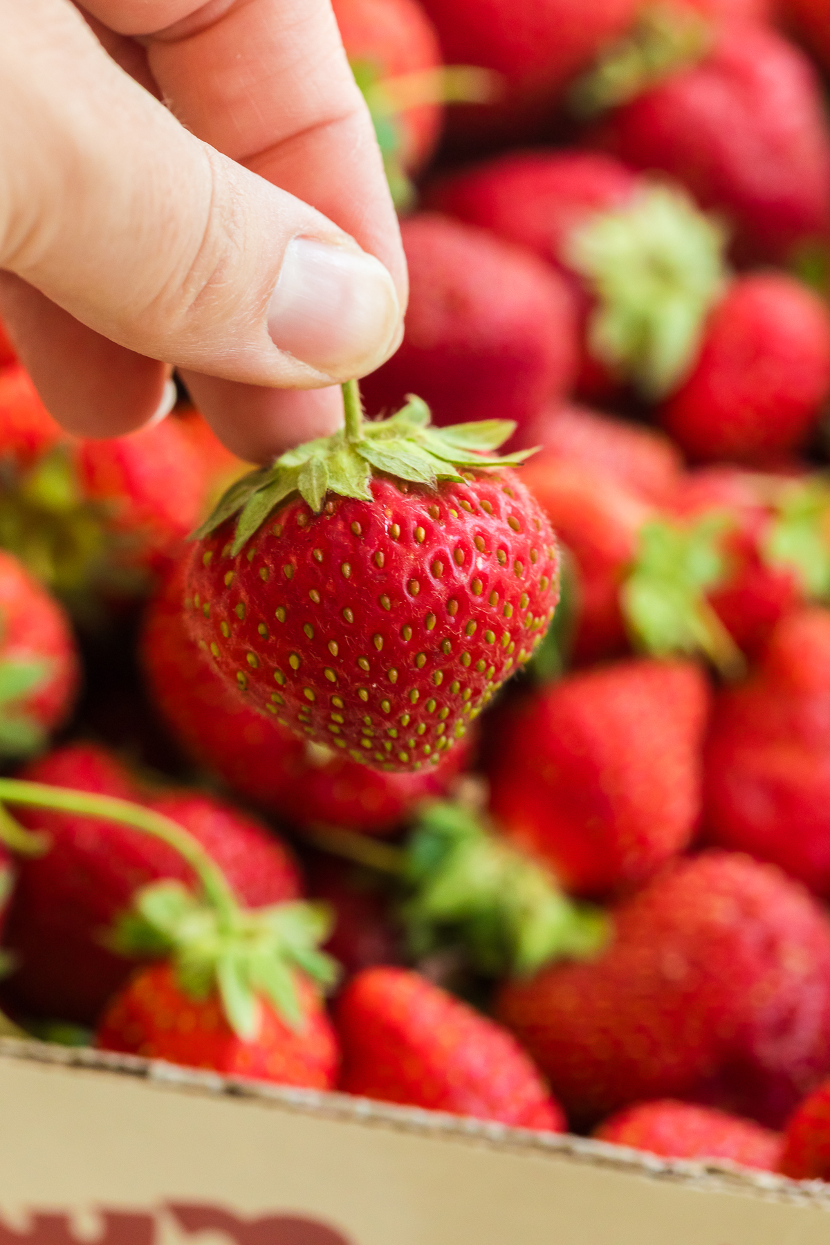 fresh picked strawberry, hand holding it above other strawberries.