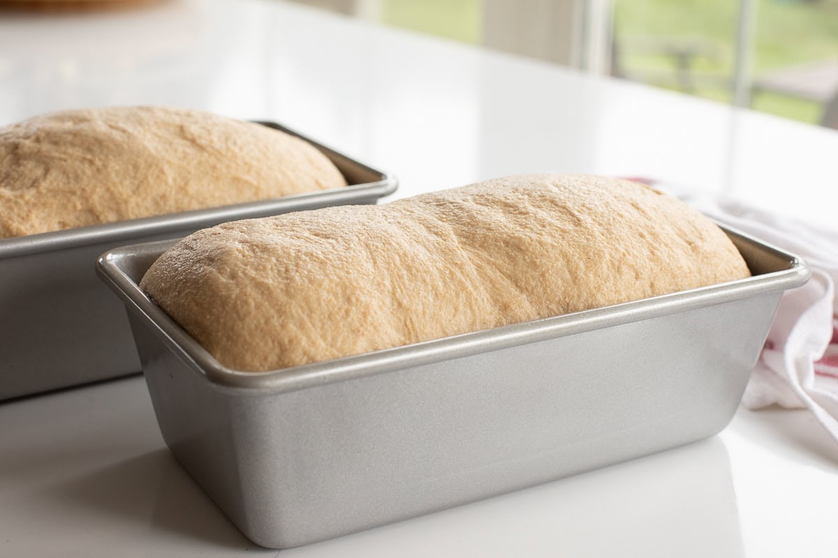 proofed fresh milled flour bread dough in loaf pans.