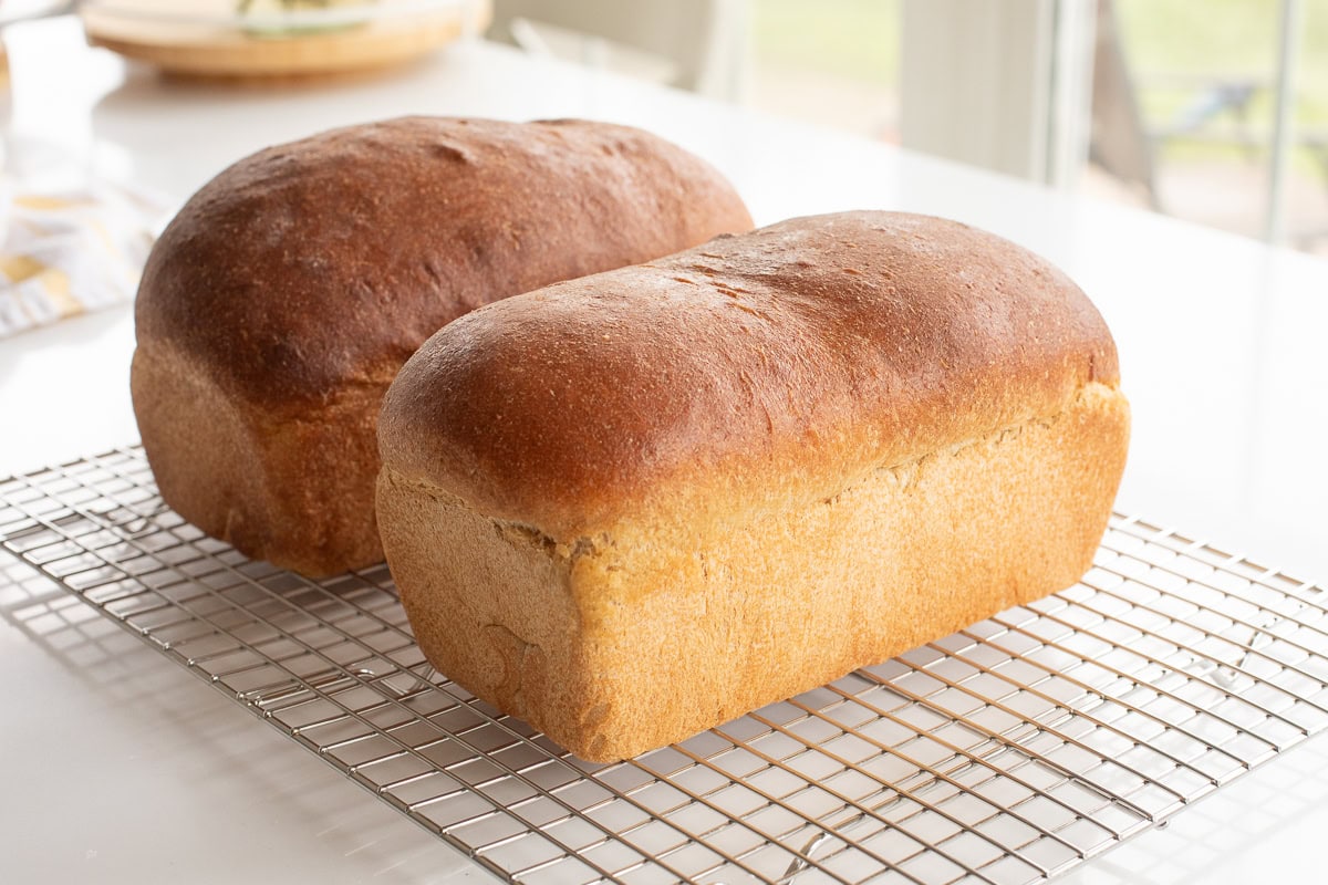 loaves of fresh milled flour bread cooling on a wire rack.
